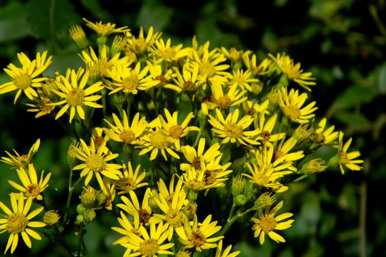 Herbe de saint Jacques (Jacobaea vulgaris) © Morvan Debroize