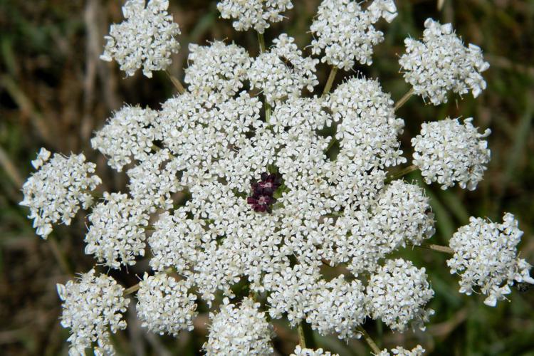 Carotte sauvage (Daucus carota) © Morvan Debroize