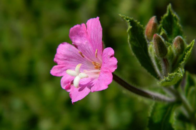 Epilobe hérissé (Epilobium hirsutum), fleur © Morvan Debroize