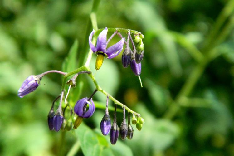 Morelle douce-amère (Solanum dulcamara) © Morvan Debroize