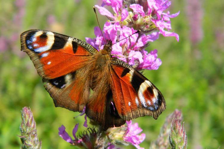 Paon du jour (Aglais io) © Morvan Debroize