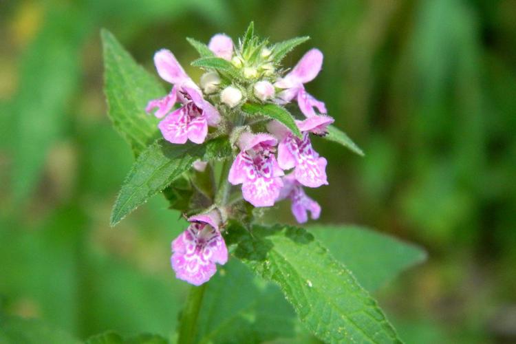 Epiaire des marais (Stachys palustris) © Morvan Debroize