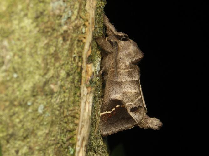 l'Anachorète (Clostera anachoreta) © Sylvain Montagner