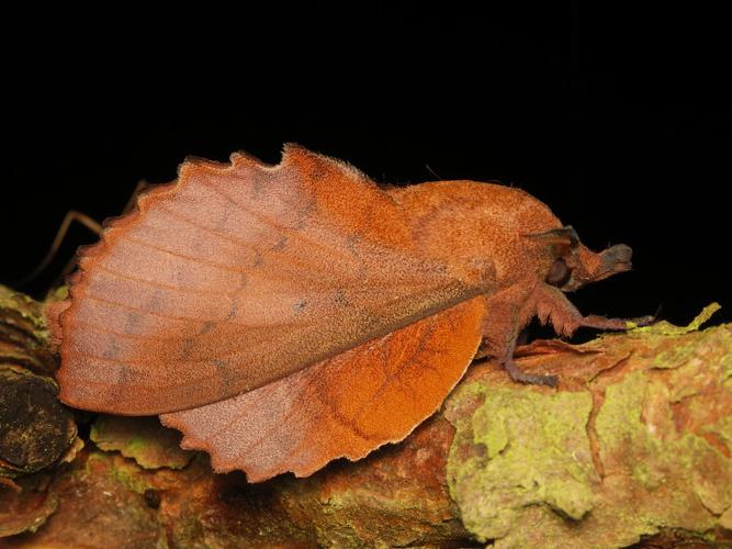 Feuille-Morte du Chêne (Gastropacha quercifolia) © Sylvain Montagner