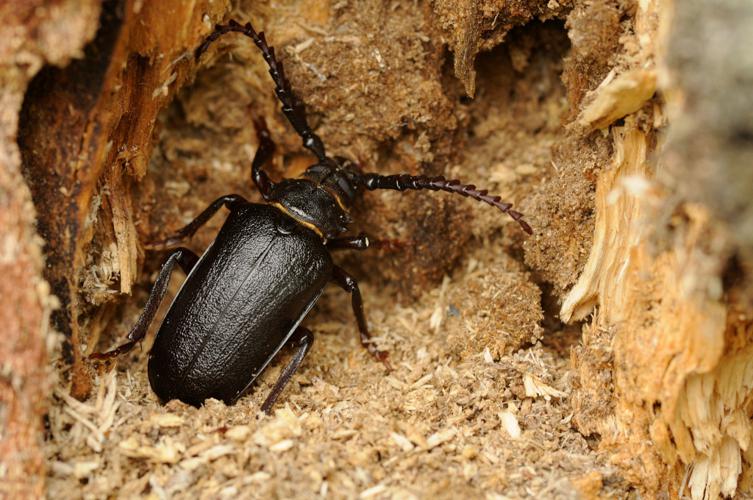 Prione tanneur (Prionus coriarius) © Marie-Ange Piet