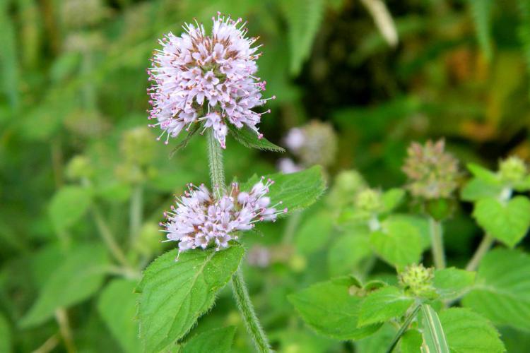 Menthe aquatique (Mentha aquatica) © Morvan Debroize