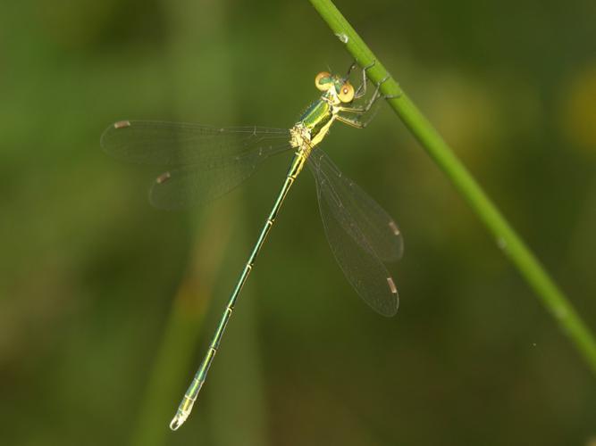 Leste verdoyant (Lestes virens) © Sylvain Montagner