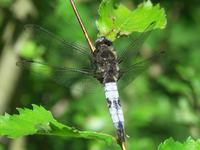 Libellule fauve (Libellula fulva) - mâle © Sylvain Montagner