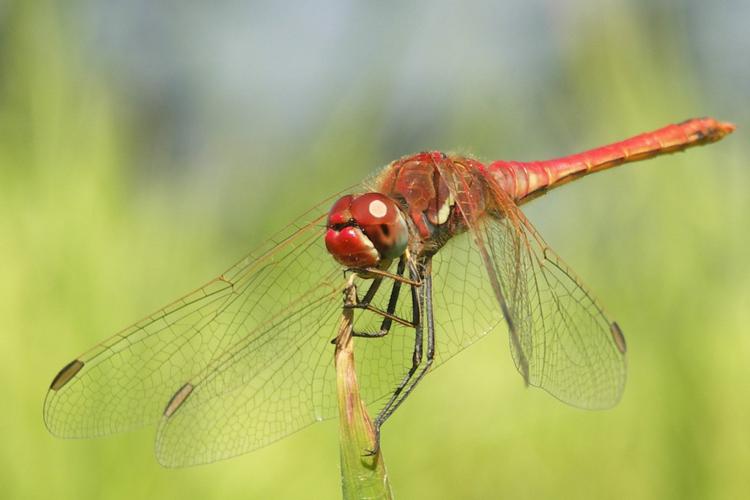 Sympétrum à nervures rouges (Sympetrum fonscolombii) © Sylvain Montagner