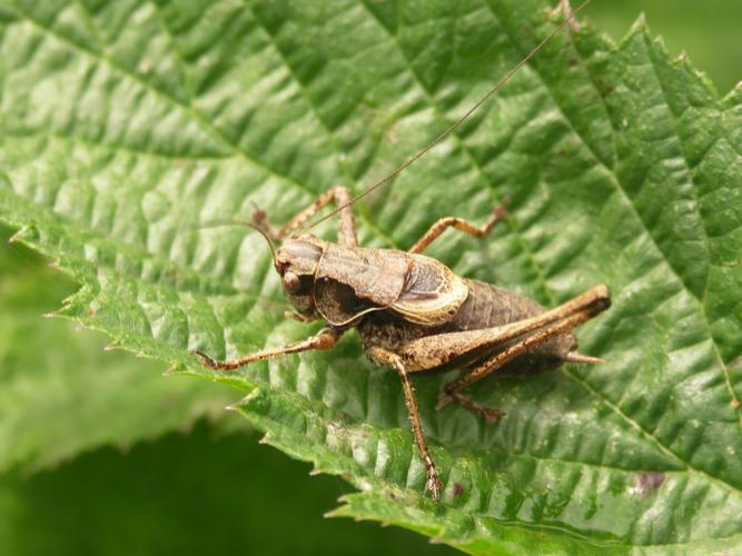 Decticelle cendrée (Pholidoptera griseoaptera) © Sylvain Montagner