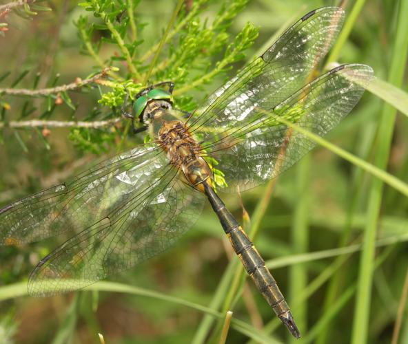 Cordulie à taches jaunes (Somatochlora flavomaculata) © Sylvain Montagner