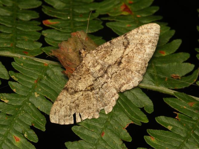 Boarmie rhomboïdale (Peribatodes rhomboidaria) © Sylvain Montagner