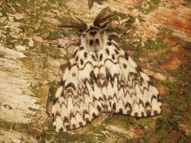 La Nonne (Lymantria monacha) © Sylvain Montagner