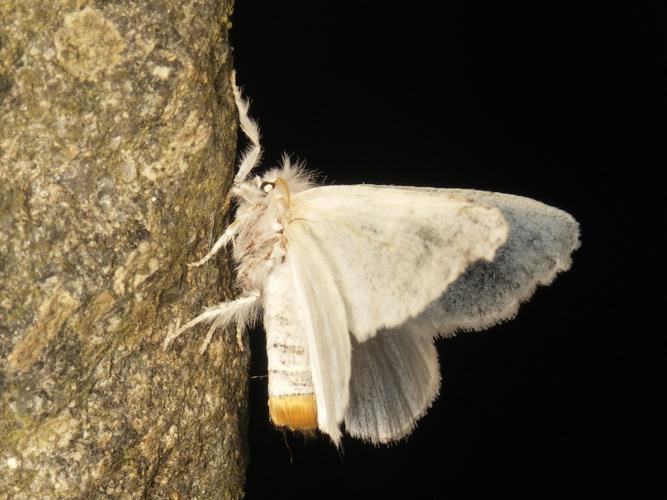 Cul-doré (Euproctis similis) © Sylvain Montagner