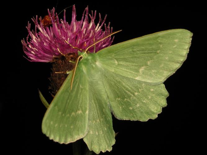 Grande Naïade (Geometra papilionaria) © Sylvain Montagner