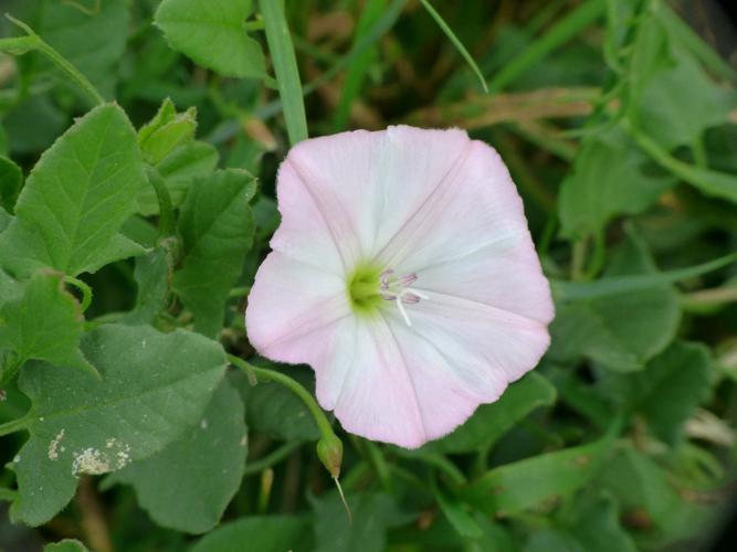 Liseron des champs (Convolvulus arvensis) © Morvan Debroize