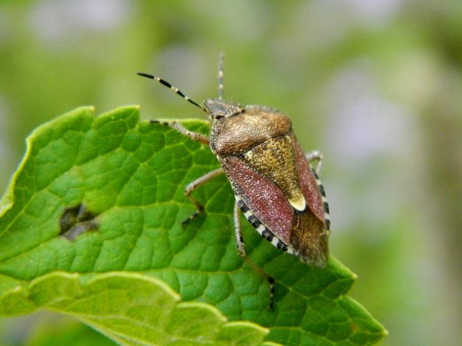 Punaise des baies (Dolycoris baccarum) © Morvan Debroize