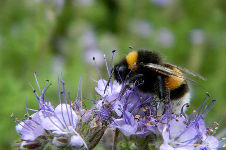 Bourdon terrestre (Bombus terrestris) © Morvan Debroize