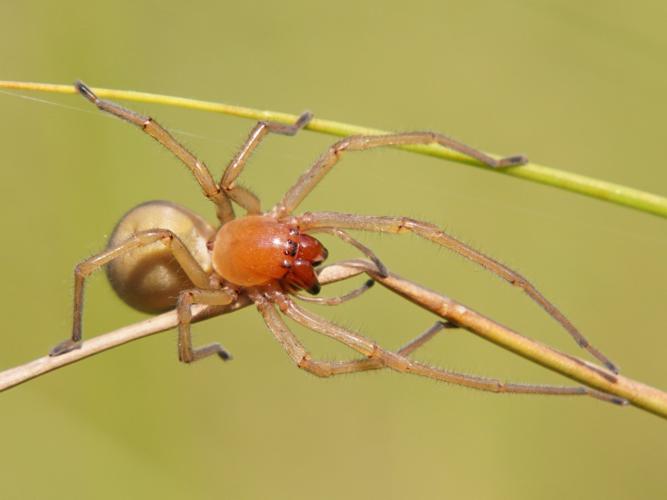 Chiracanthe nourrice (Cheiracanthium punctorium) © Sylvain Montagner