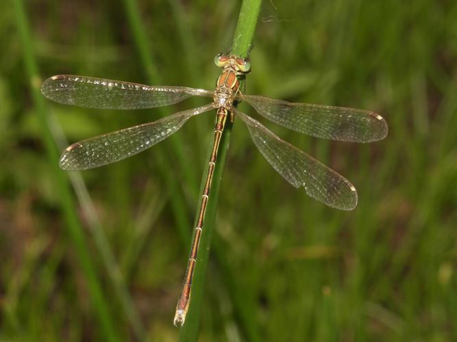 Leste sauvage (Lestes barbarus) © Sylvain Montagner