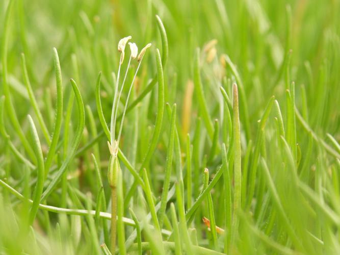 Littorelle (Littorella uniflora) © Sylvain Montagner