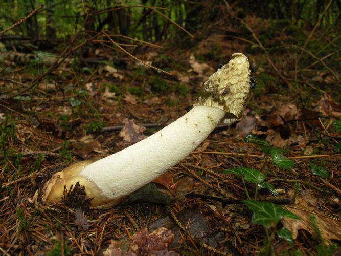 Satyre puant (Phallus impudicus) © Sylvain Montagner