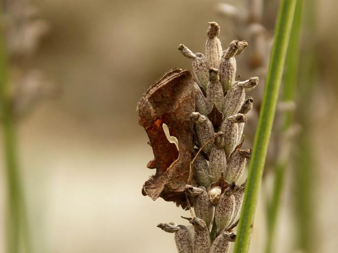 Goutte d'Argent (Macdunnoughia confusa) © Sylvain Montagner