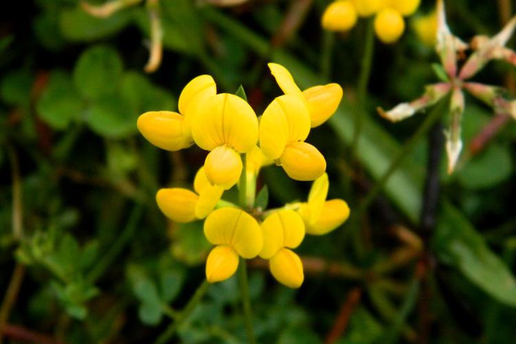 Lotier corniculé (Lotus corniculatus) © Morvan Debroize