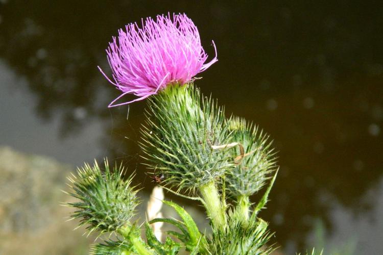 Cirse commun (Cirsium vulgare) © Morvan Debroize