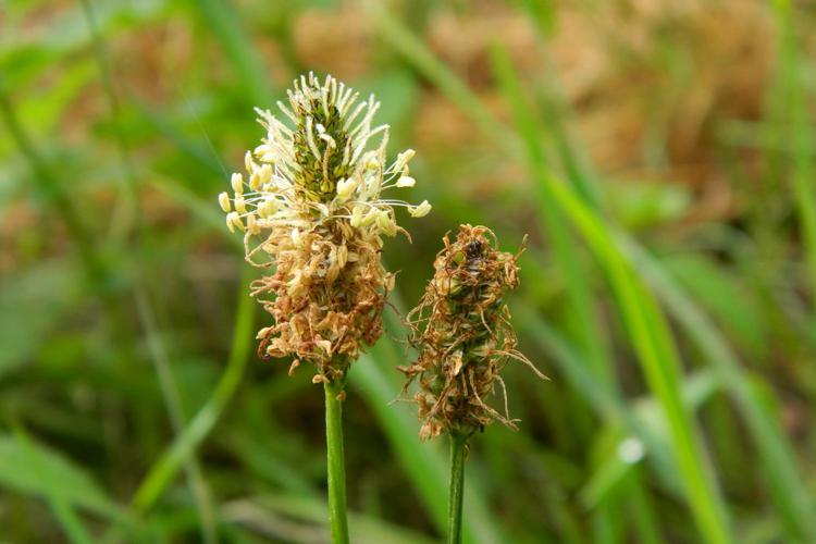 Plantain lancéolé (Plantago lanceolata) © Morvan Debroize