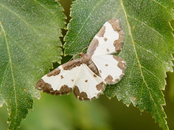 La Marginée (Lomaspilis marginata) © Sylvain Montagner