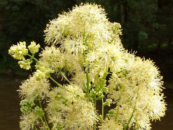 Pigamon jaune (Thalictrum flavum) © Sylvain Montagner