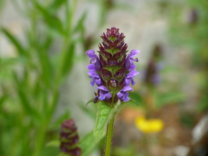 Brunelle commune (Prunella vulgaris) © Morvan Debroize