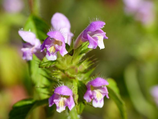 Galéopsis tétrahit (Galeopsis tetrahit), fleurs © Morvan Debroize