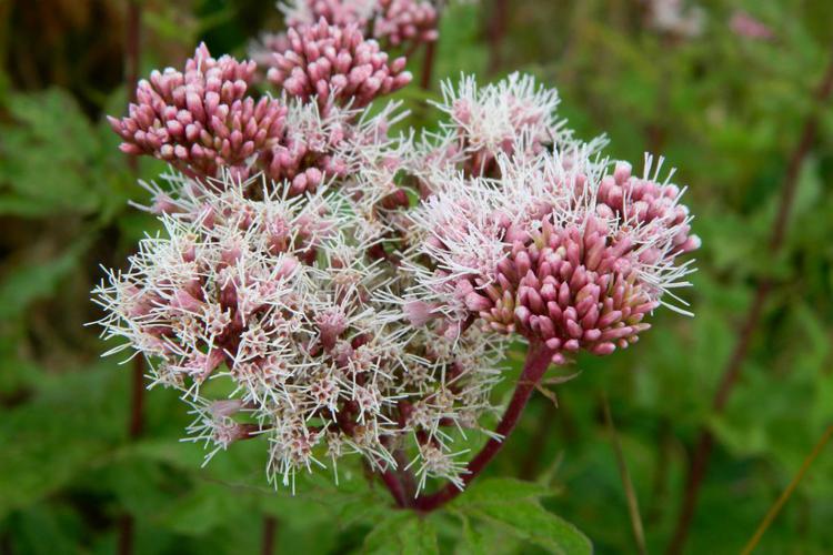 Eupatoire chanvrine (Eupatorium cannabinum) © Morvan Debroize