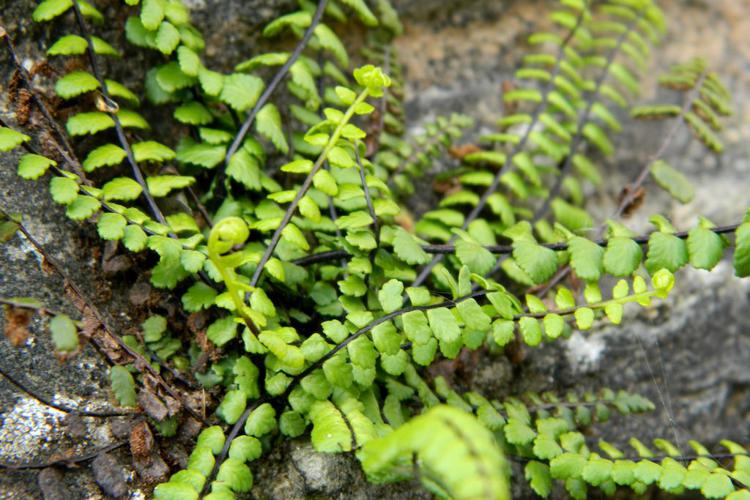 Asplenium capillaire (Asplenium trichomanes) © Morvan Debroize