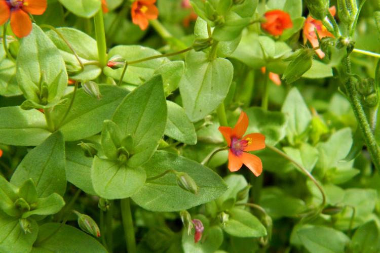 Mouron rouge (Anagallis arvensis) © Morvan Debroize