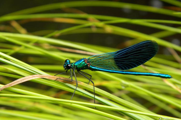 Caloptéryx éclatant (Calopteryx splendens), mâle © Morvan Debroize