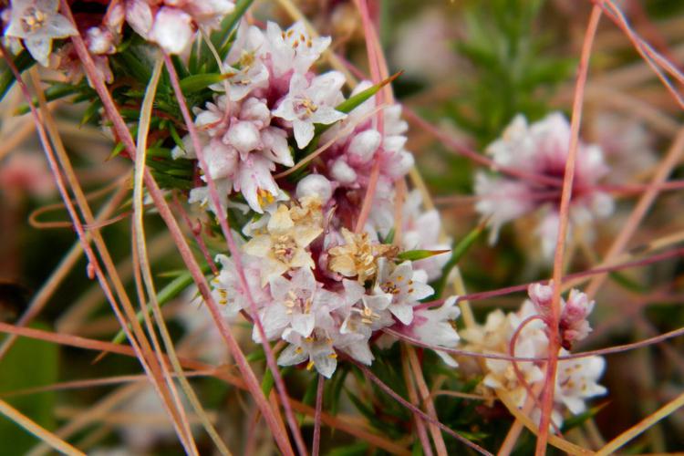 Cuscute à petites fleurs (Cuscuta epithymum) © Morvan Debroize