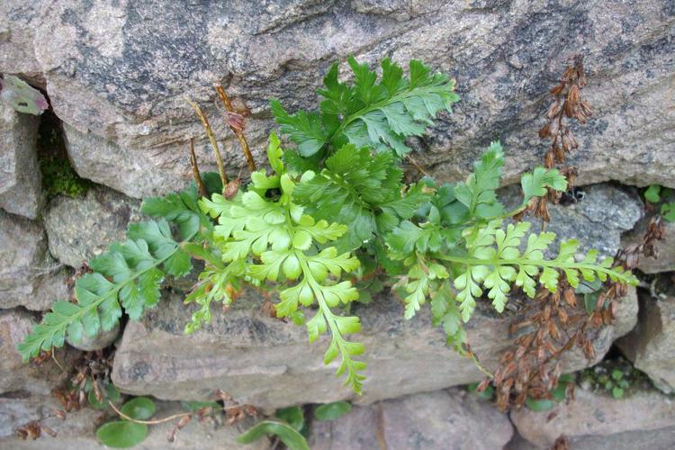 Capillaire noire (Asplenium adiantum-nigrum) © Morvan Debroize