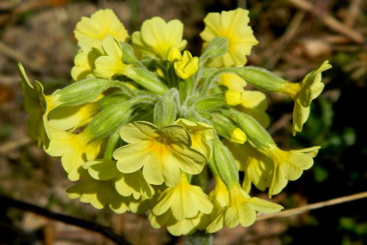 Primevère variable (Primula x polyantha) © Morvan Debroize