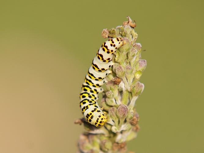 Chenille de Cucullie de la Molène-Lychnis (Cucullia lychnitis) se nourissant des inflorescence de Molène noire © Sylvain Montagner