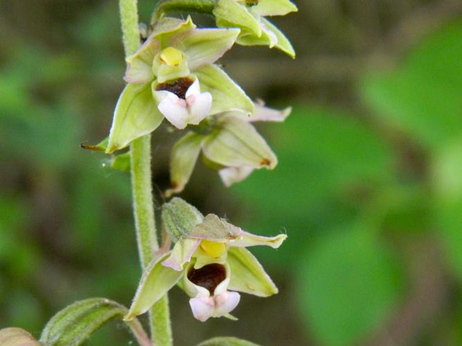 Épipactis hélléborine (Epipactis helleborine) © Morvan Debroize