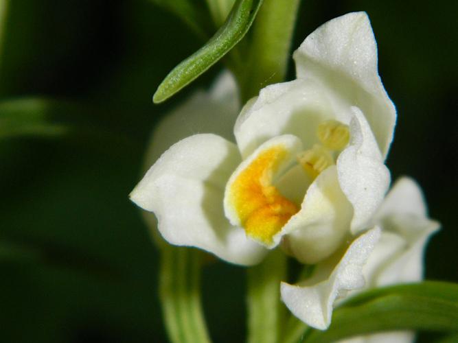 Céphalanthère pâle (Cephalanthera damasonium) © Morvan Debroize