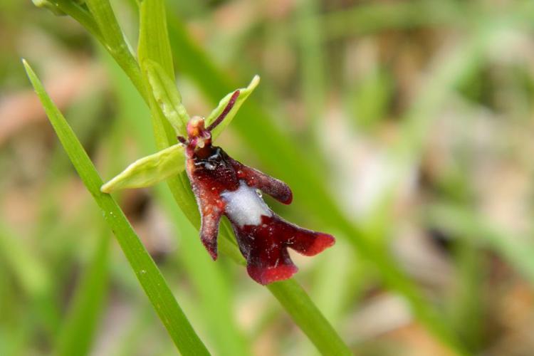 Ophrys mouche (Ophrys insectifera) © Morvan Debroize