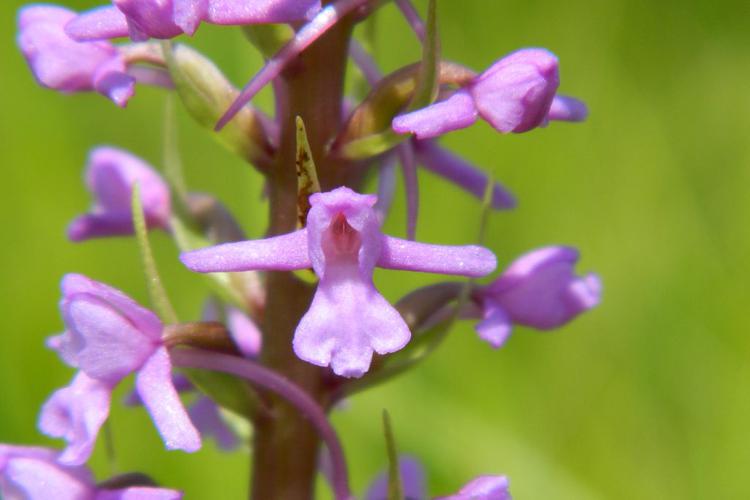 Orchis moucheron (Gymnadenia conopsea) © Morvan Debroize