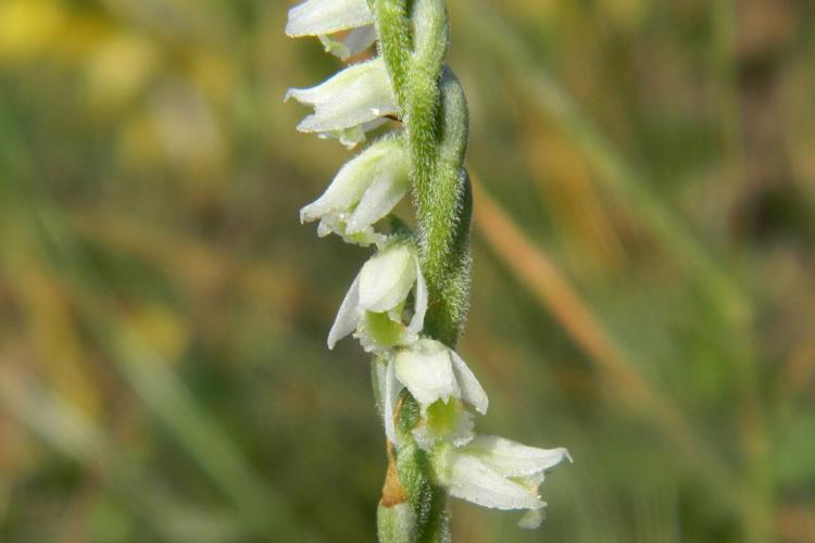 Spiranthe d'automne (Spiranthes spiralis) © Morvan Debroize