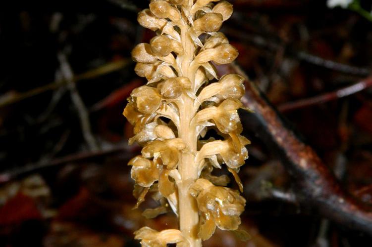 Néottie nid d'oiseau (Neottia nidus-avis) © Morvan Debroize