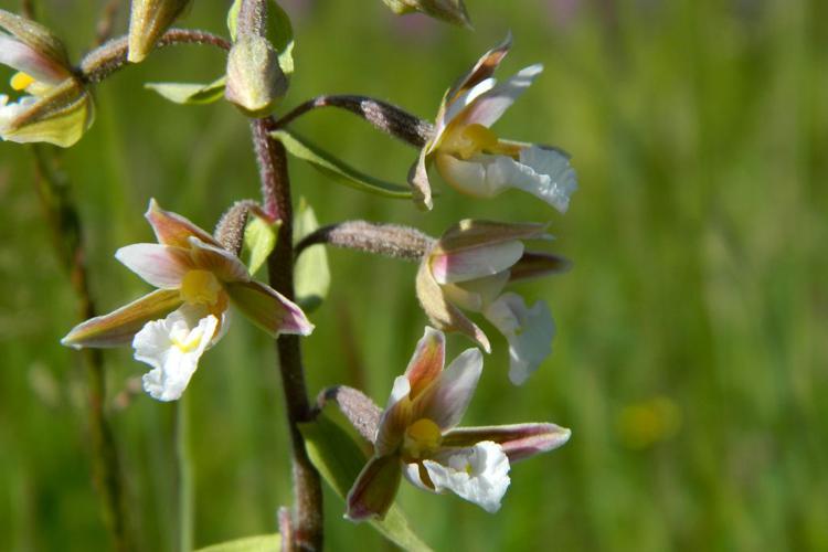 Epipactis des marais (Epipactis palustris) © Morvan Debroize