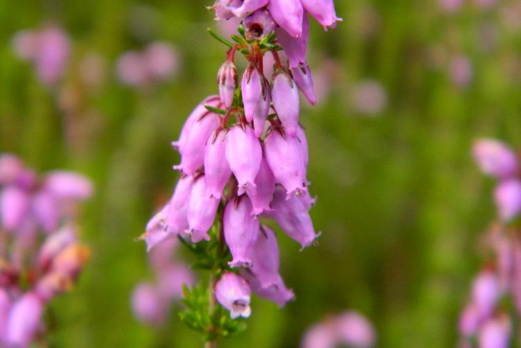 Bruyère cendrée (Erica cinerea) © Morvan Debroize